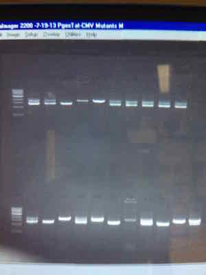 c elegans lab photo